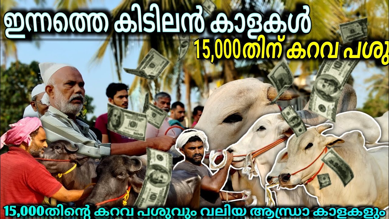 ✨ഇന്നത്തെ കിടിലൻ🐂ആന്ധ്രാ കാളകൾ🐄കറവ പശു💸15,000തിന് കച്ചവടവും വിലയുമുൾപ്പടെ Chattiparamba chanda#bull