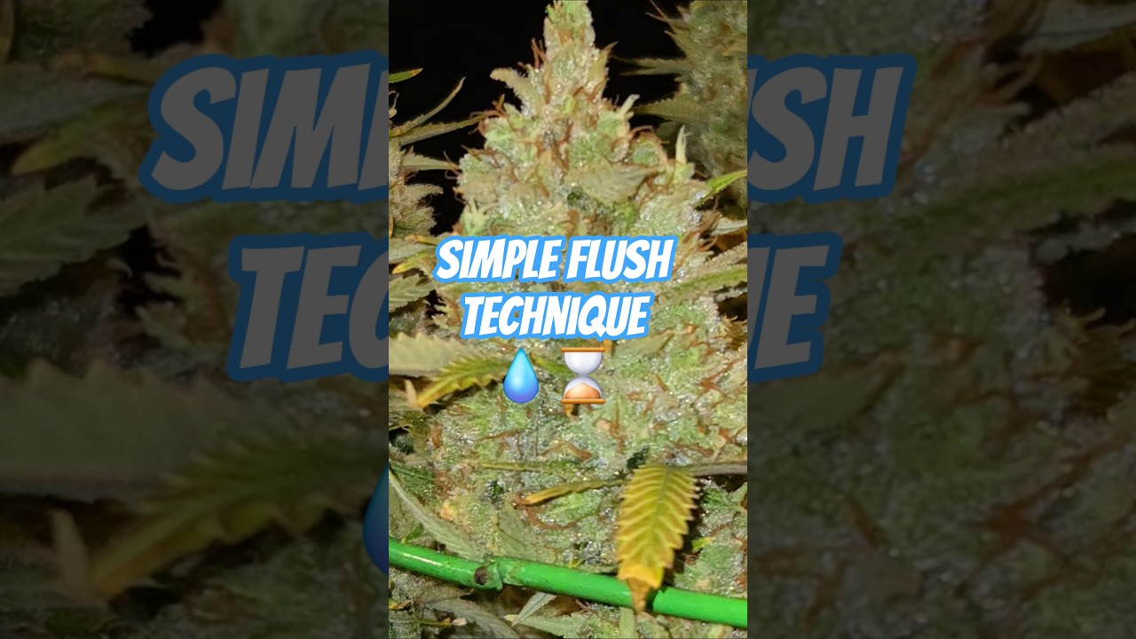 Gotta flush, here's a simple way, no mess. #shorts #gardening #homegrown #420 #cannabisdaily #FYI