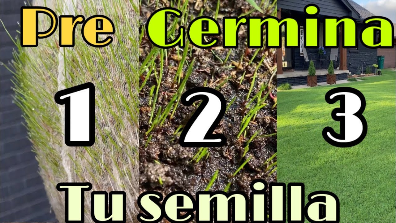 Pre-Germina tu semilla de pasto antes de sembrarla! (Parte 1)