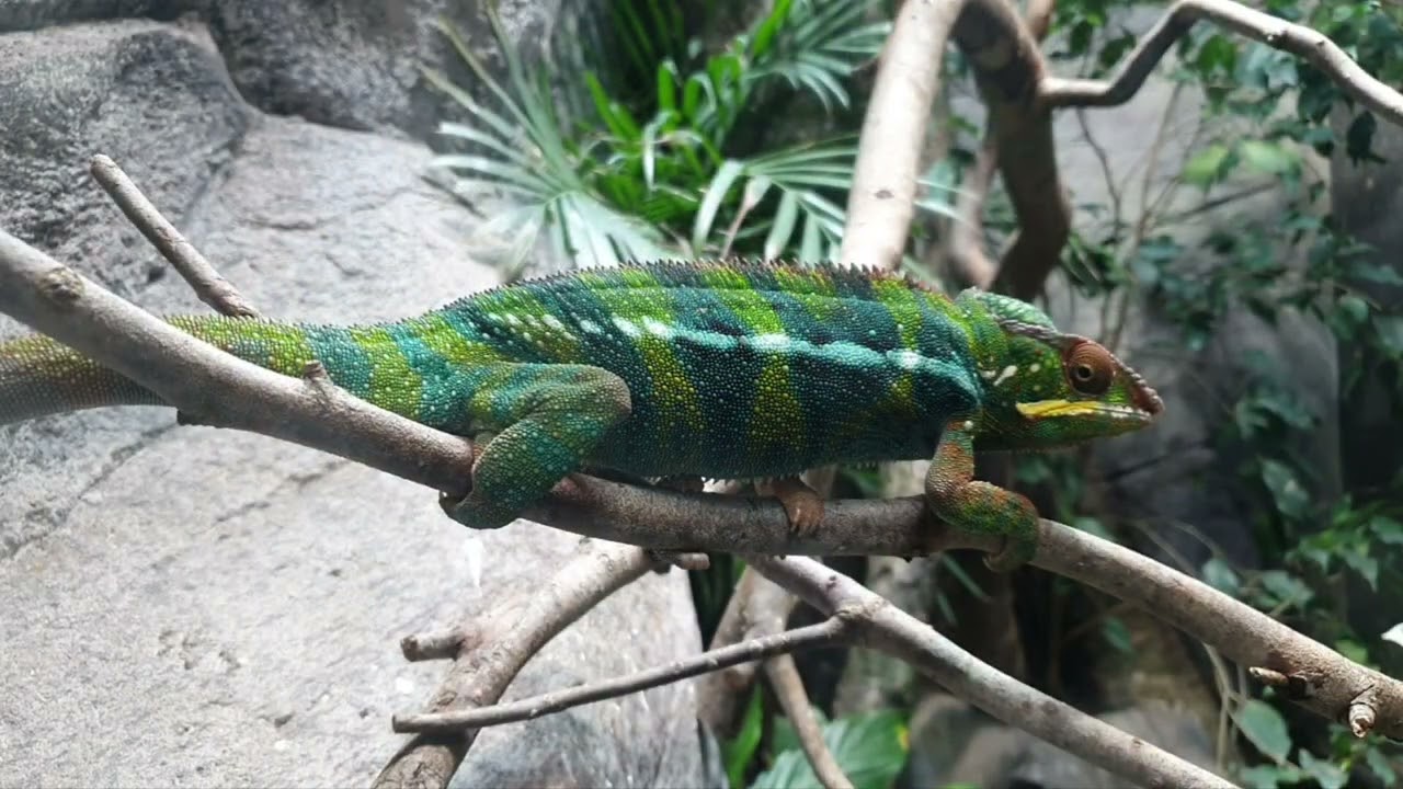 Family Day Trip At The Filey Bird Garden And Animal Park In North Yorkshire 