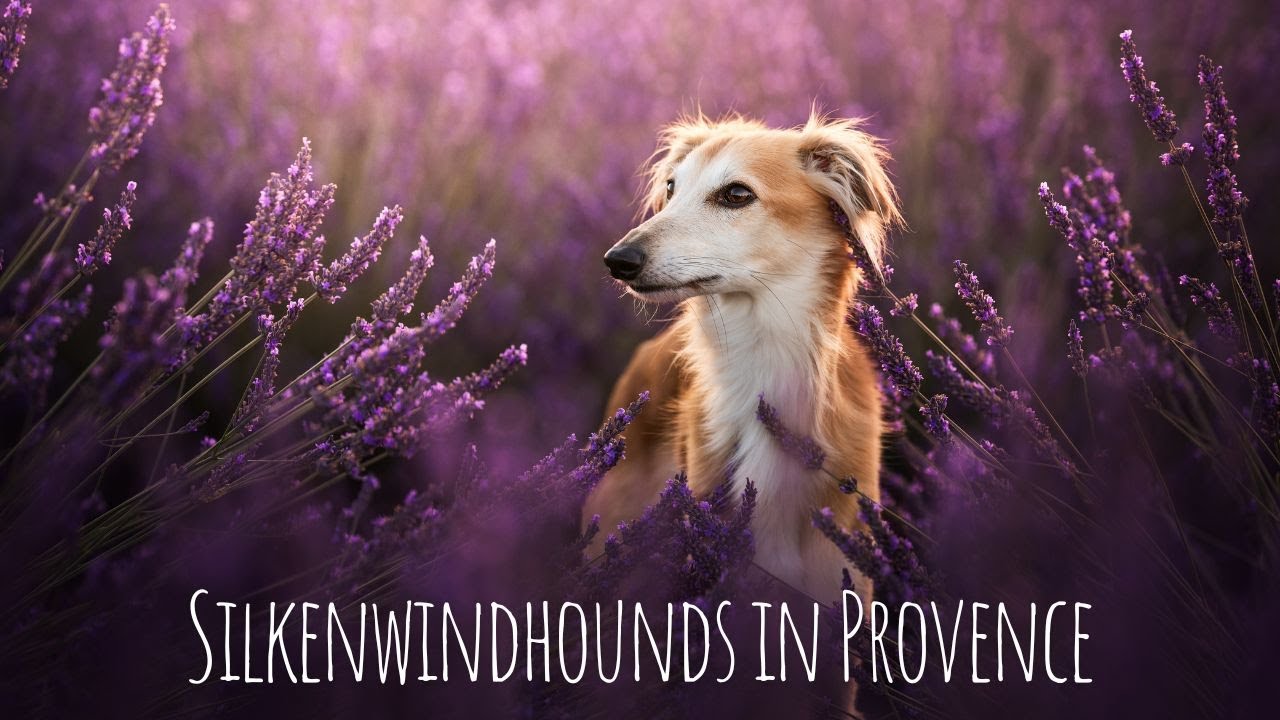 Silken Windhounds in the Lavender Fields of Provence