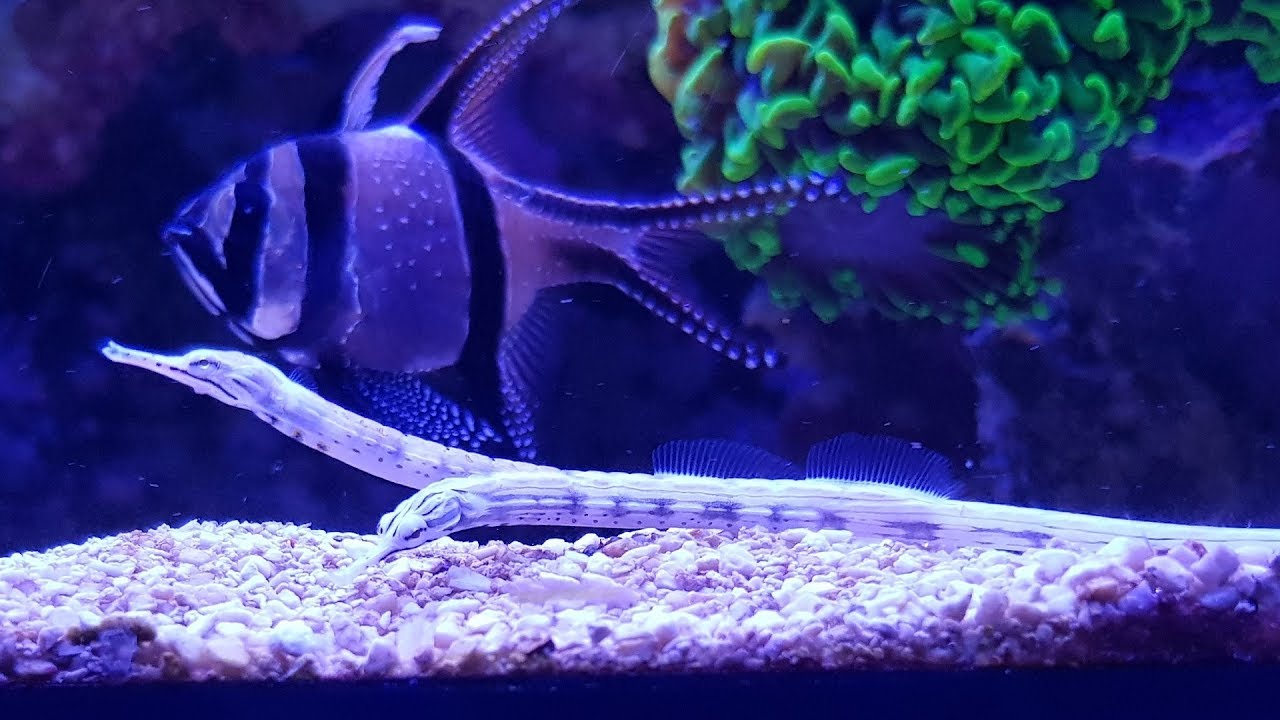 Feeding Dragon Pipefish | 2017 - Red Sea Reefer 525 XL