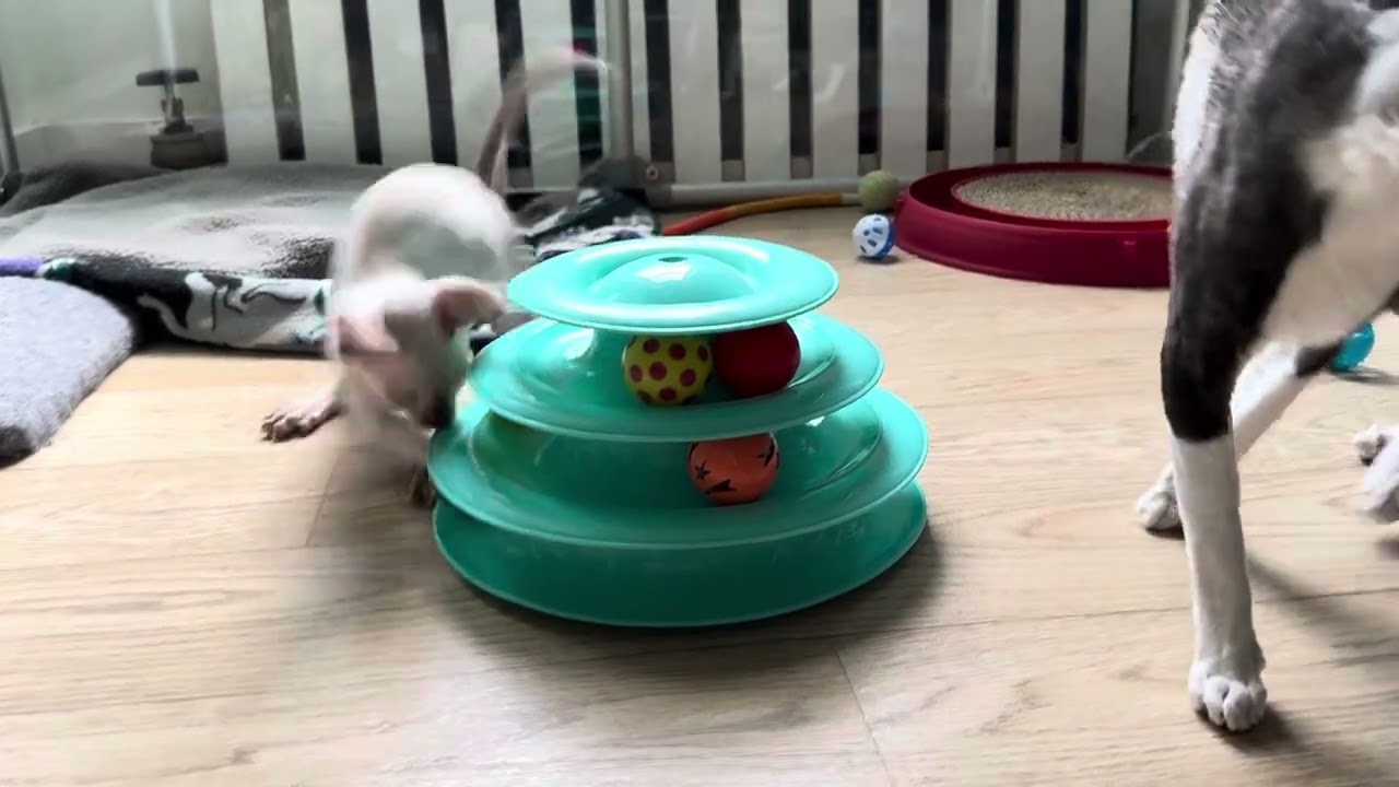 Funny Cornish Rex kittens having FUN 😸😸😸