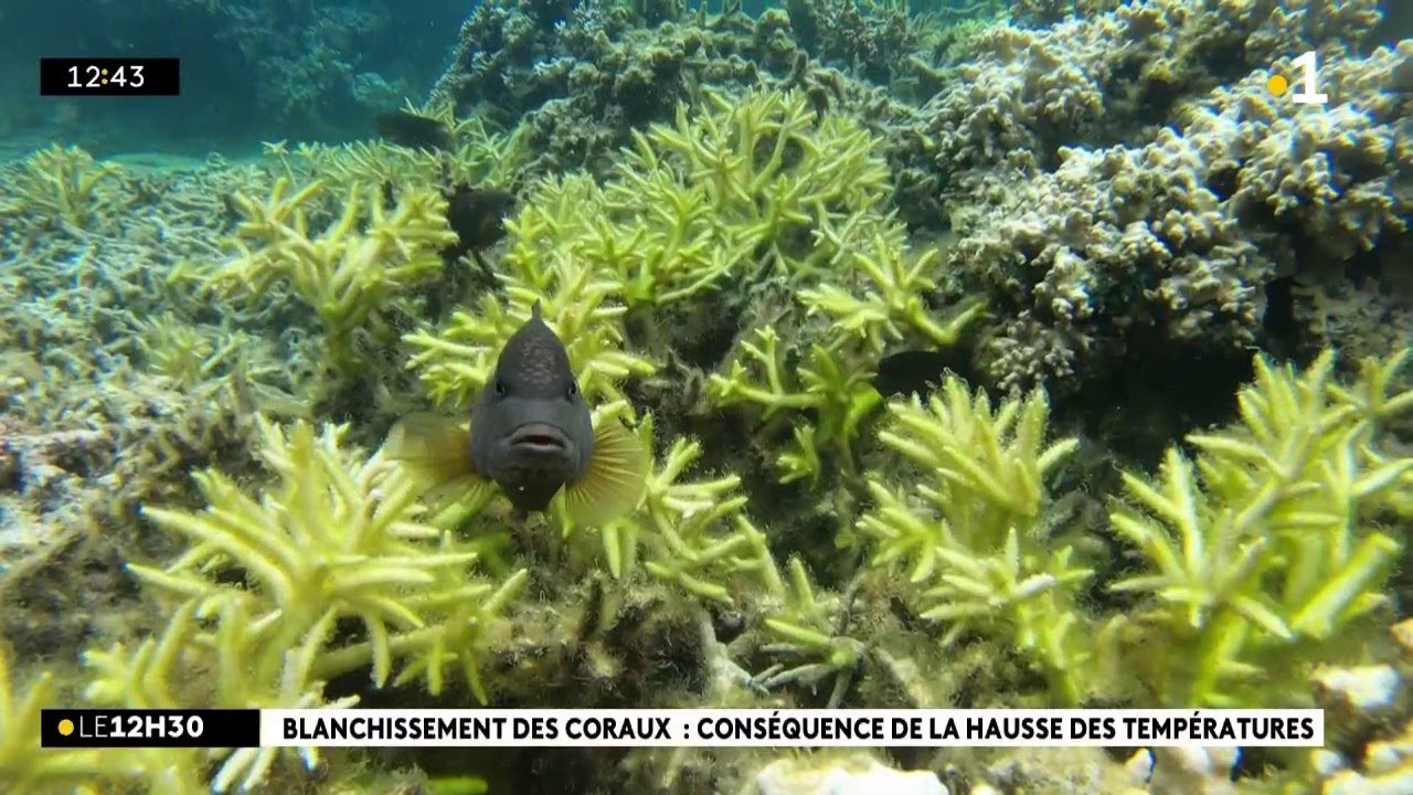 Réchauffement climatique : un phénomène de blanchissement de coraux va se produire à La Réunion