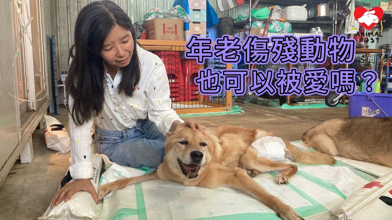 愛無分品種年齡？  年老殘疾狗狗領養機會近乎零  阿棍屋：「老狗照顧員換尿布、抹身做唔停 」