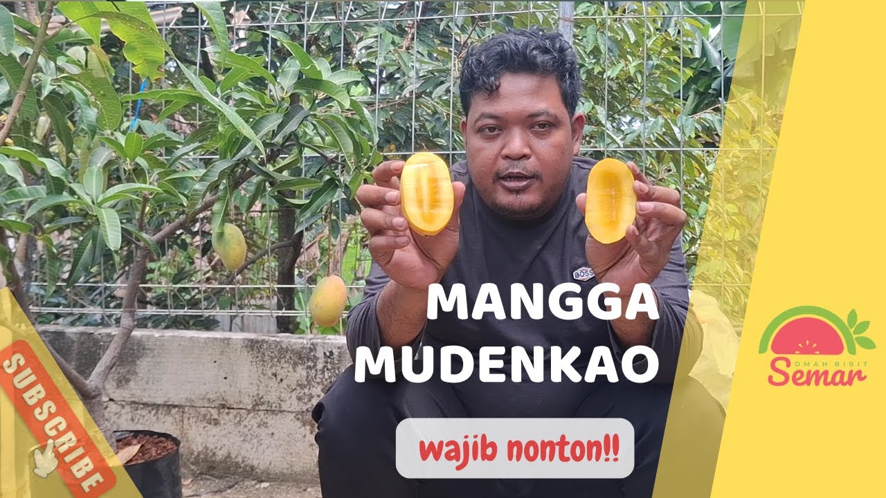 MANGGA MUDENKAO |MANIS|EKSOTIS|TANPA SERAT| SANGAT GENJAH !!!