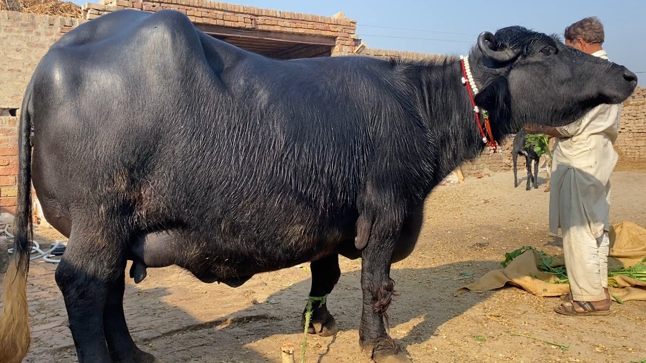 Buffalo for sale in Punjab Pakistan beautiful/10/12/2025