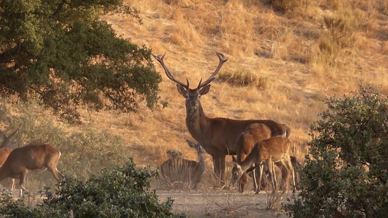 Sierra de Andújar fauna y vista de pájaro