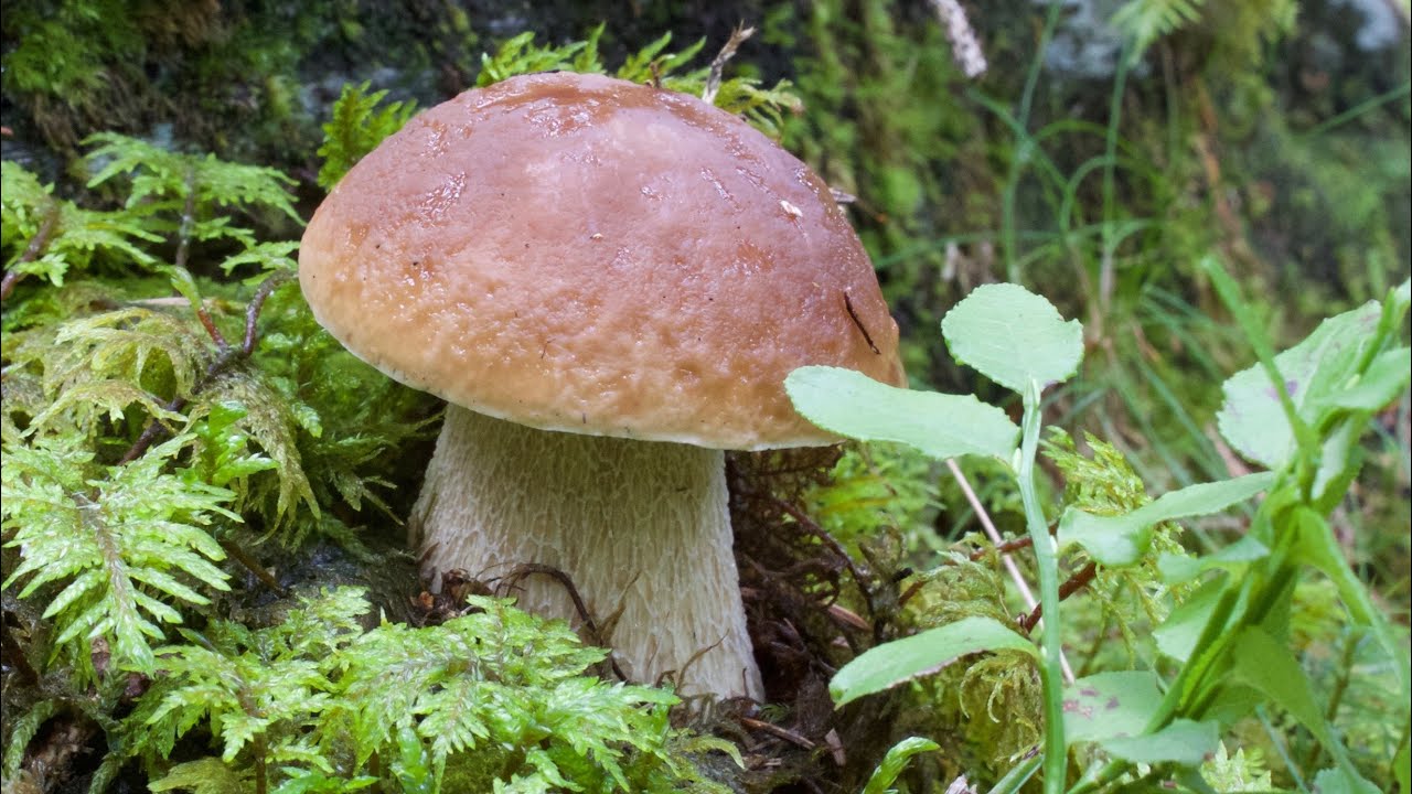 FUNGHI PORCINI 2021 - Crescita EDULIS In ATTO AL NORD! ATTENZIONE AL VIRUS Dei RATTI!!!
