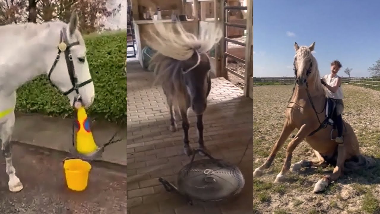 Funny and Cute Horse Videos pt 8