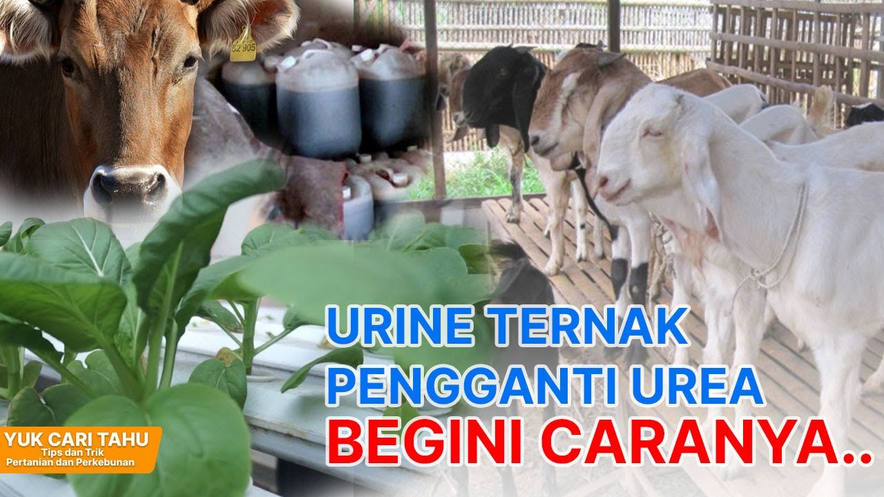 Urine Ternak Pengganti Urea, Begini Caranya..