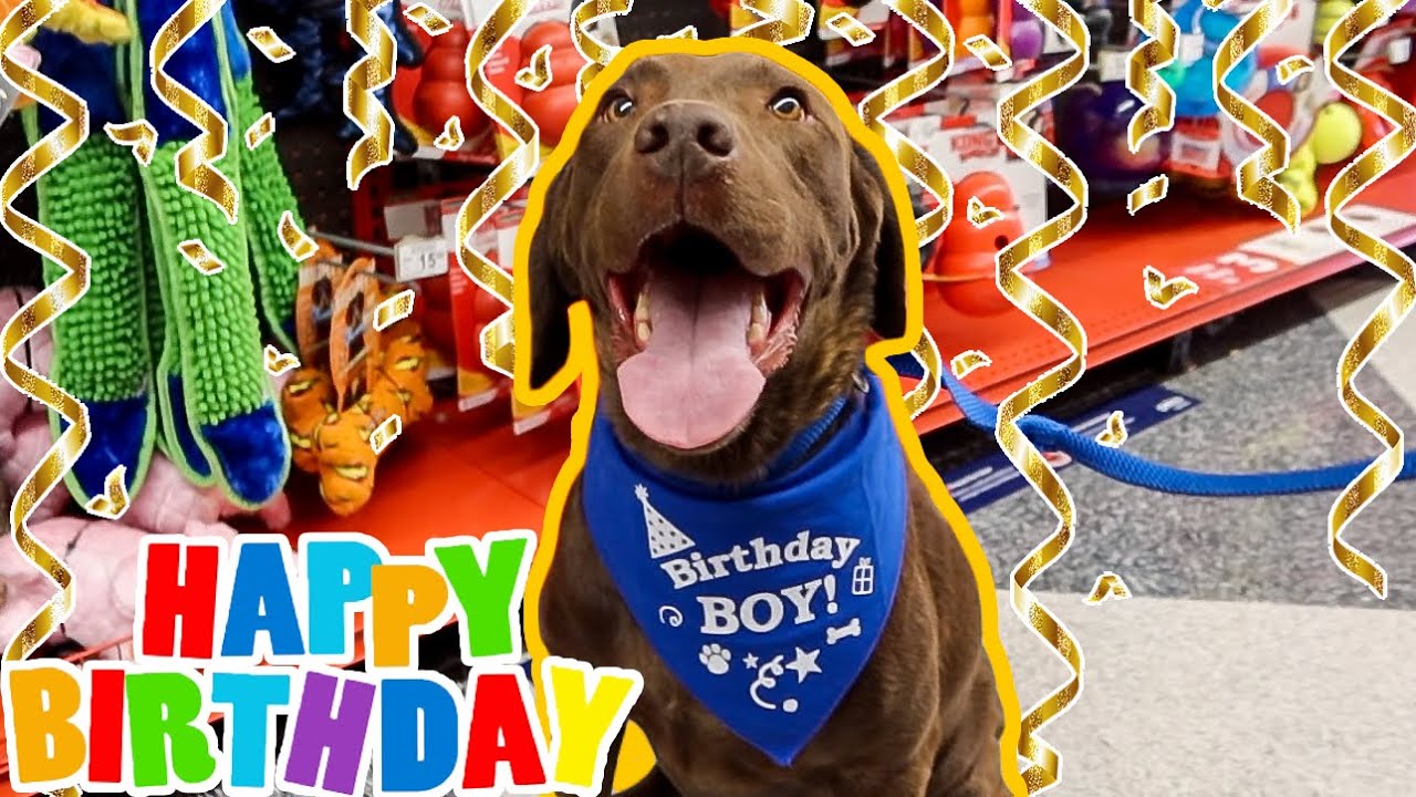 My Labrador's 6th Birthday Celebration!