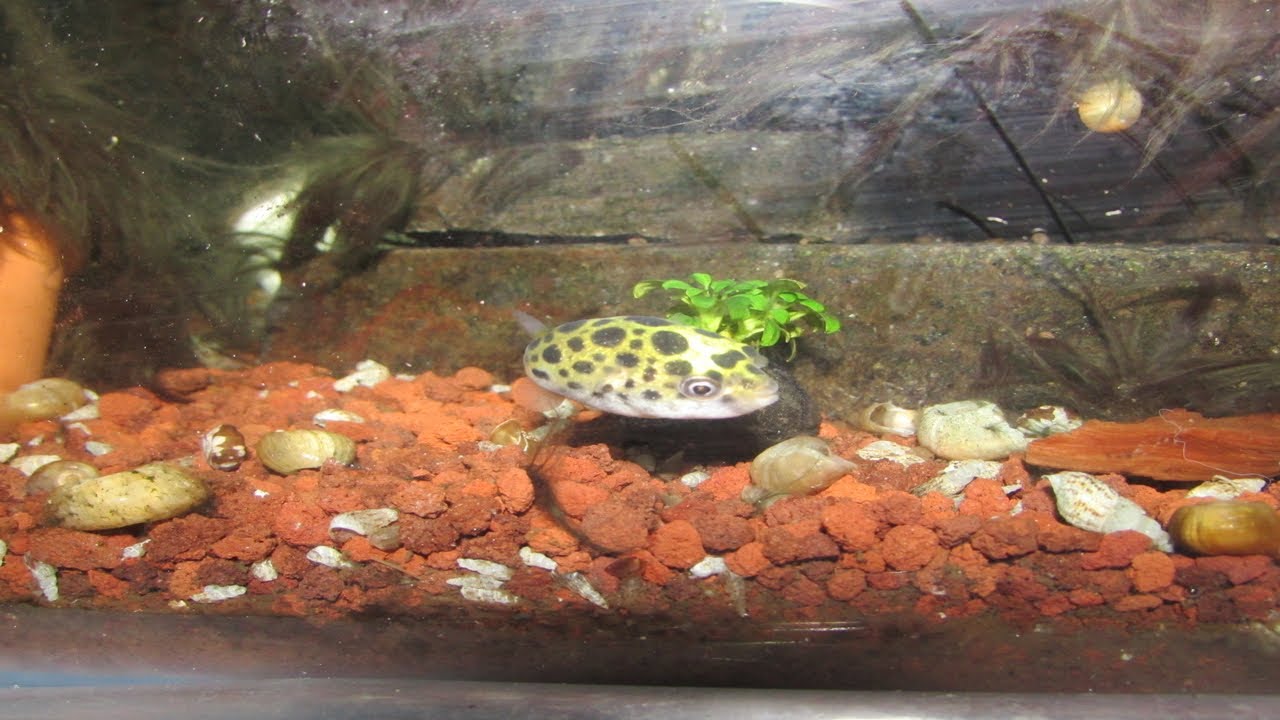 Como convertir a un pez de agua dulce a salobre! Que le paso a mi pez globo?!?!