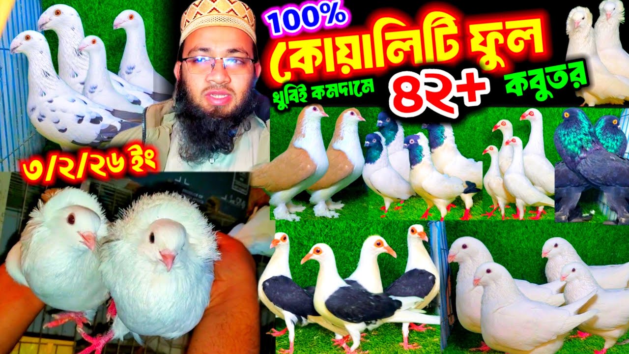 100% কোয়ালিটি ফুল ৪২+ ফেন্সি কবুতর | খুবিই কমদামে কবুতর কিনুন খামার থেকে | বুম্বাই বেলবেটশিল কবুতর |