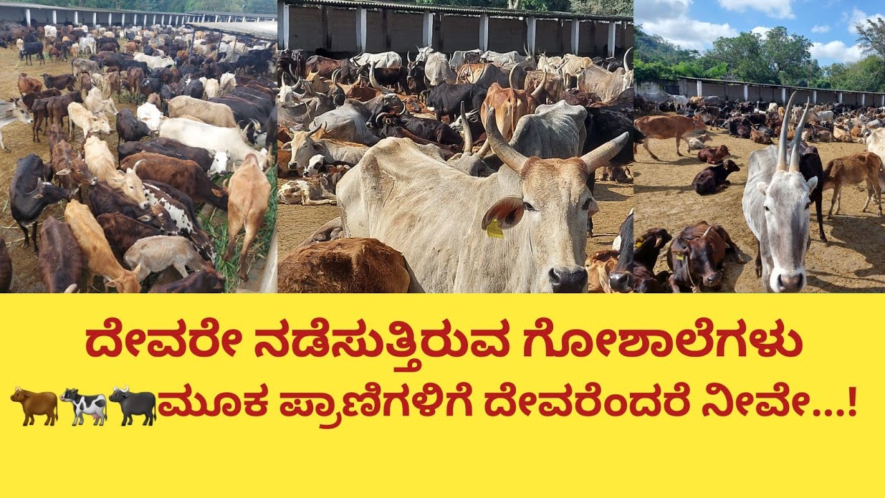 ಮೈಸೂರಿನ ಪಿಂಜರಾಪೋಲ್[ಗೋಶಾಲೆ] ಒಮ್ಮೆಯಾದರೂ ಗೋಶಾಲೆಯನ್ನು ನೋಡಿ ಜಾನುವಾರುಗಳ ಸ್ಥಿತಿಯನ್ನು ಒಮ್ಮೆ ನೋಡಿ, ಬರಿ ಹಾಲನ್ನ