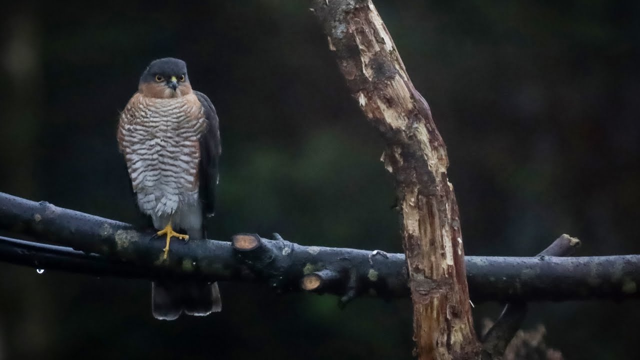 Sparrow hawk hunting in our garden