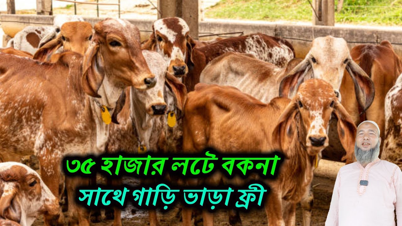 ১ লাখ ৭৫ হাজারে ৫ টি বকনা কিনুন। ৩৫ হাজার লটে বকনা সাথে গাড়ি ভাড়া ফ্রী। নানা নাতি ডেইরী ফার্ম