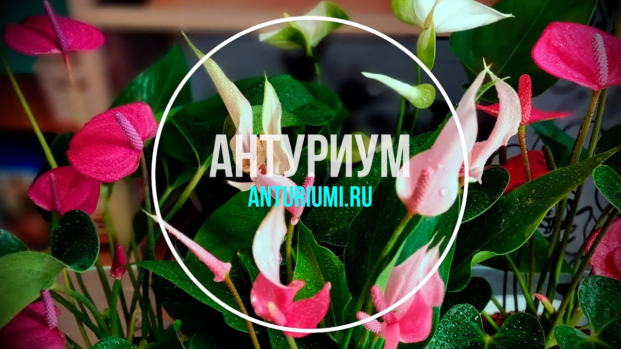 Омоложение старого антуриума Ванилла, делим ствол на части, пересаживаем пеньки и макушки