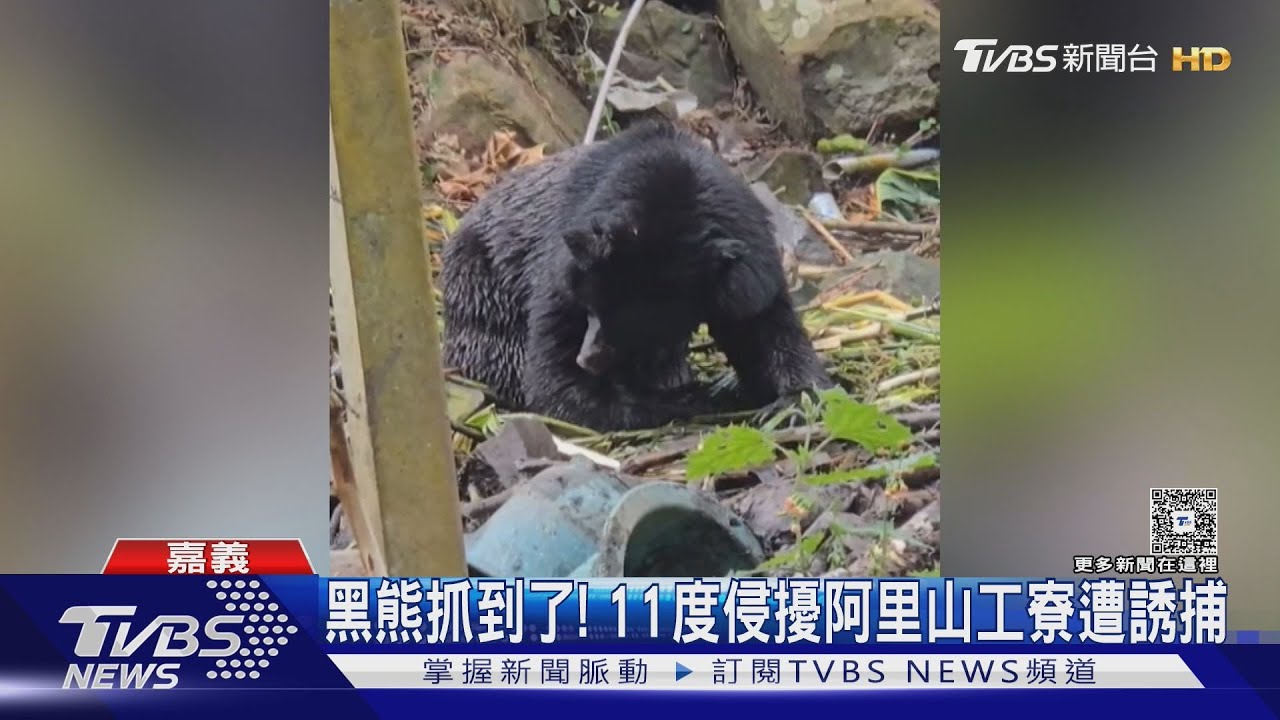 抓到了!侵擾阿里山11處工寮　123公斤成年黑熊誘捕落網｜TVBS新聞 @TVBSNEWS01