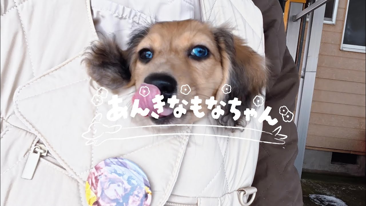 生後２ヶ月くおん２回目のワクチン接種とルノちゃんおめめの診察に行ってきました