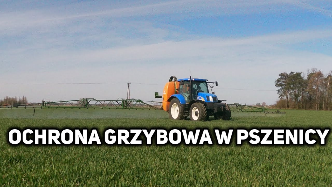 OCHRONA GRZYBOWA W PSZENICY | NEW HOLLAND T6020 & AMAZONE UF 1801