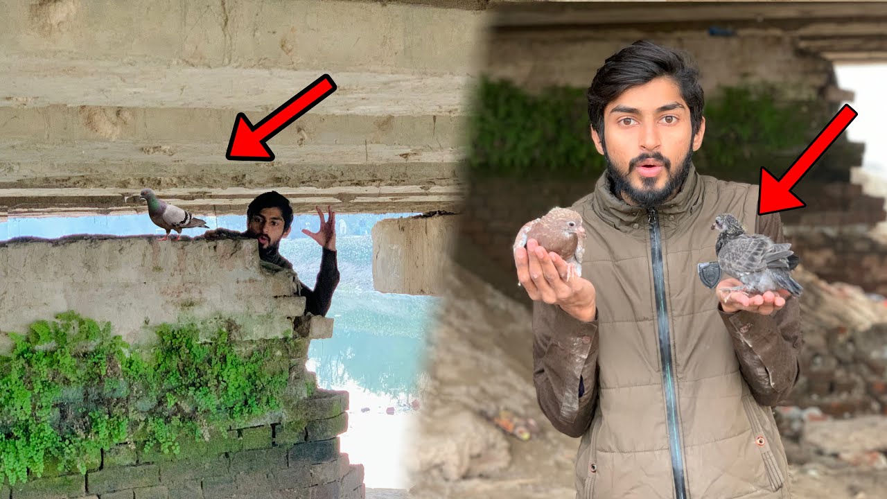 Jungli Pigeons or Us k babies Bridge k nichy sy pakad liye