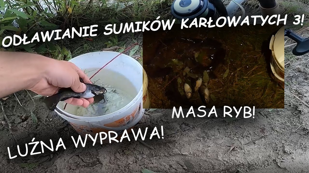 LUŹNE ODŁAWIANIE SUMIKÓW KARŁOWATYCH 3!