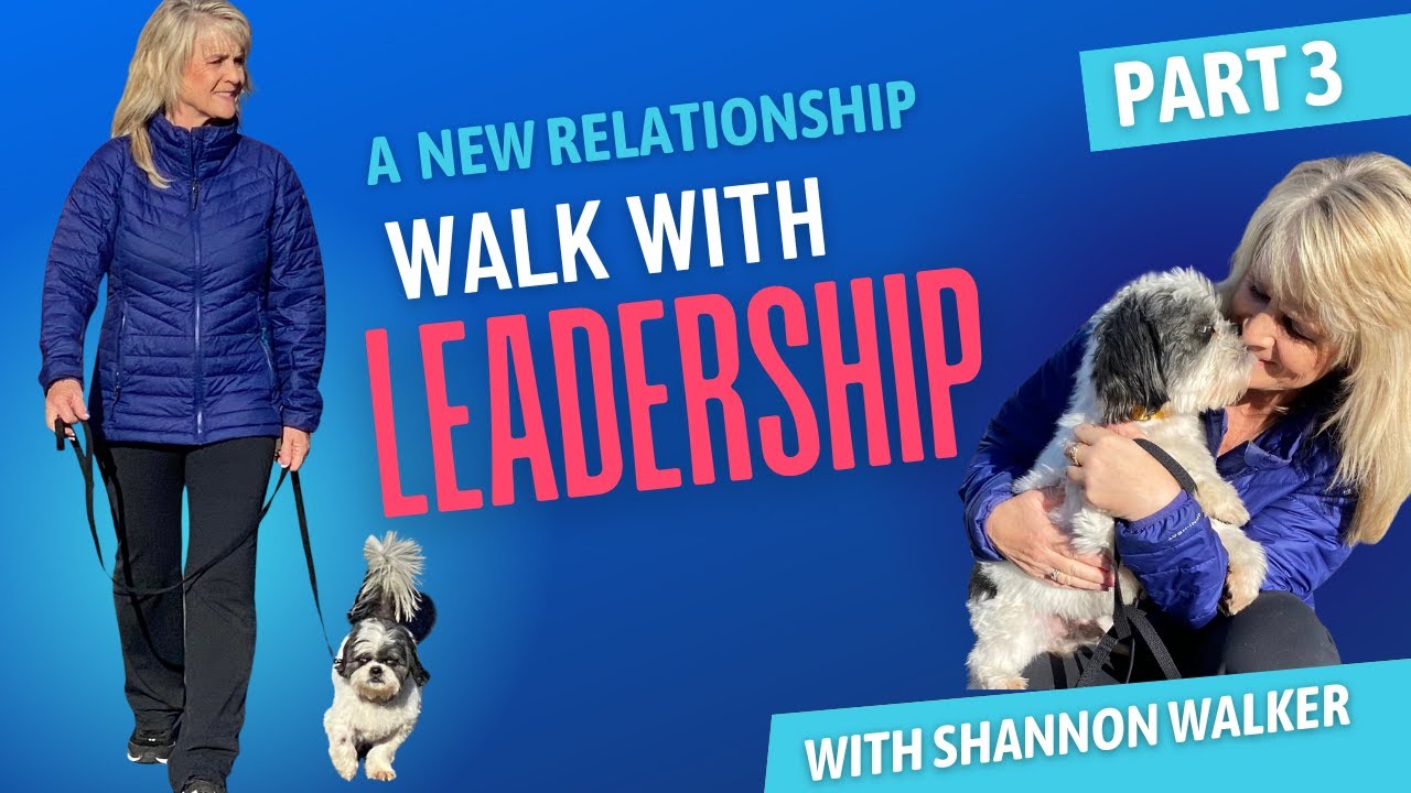 How to Train Your Dog to go on a Proper Walk (Regardless of their age)