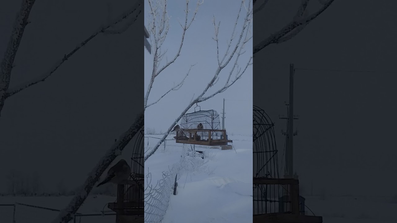 Ловля птиц Щегол черноголовый