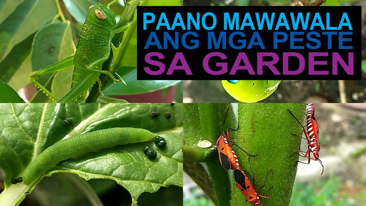 Part 2: How To Get Rid Of Pests In Our Garden I Paano Mawawala Ang Mga Peste Sa Garden