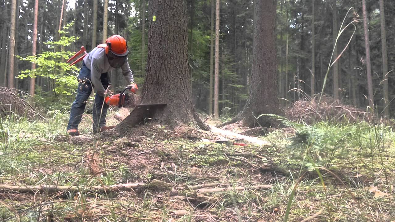 Kácení  těžba stihl MS 441