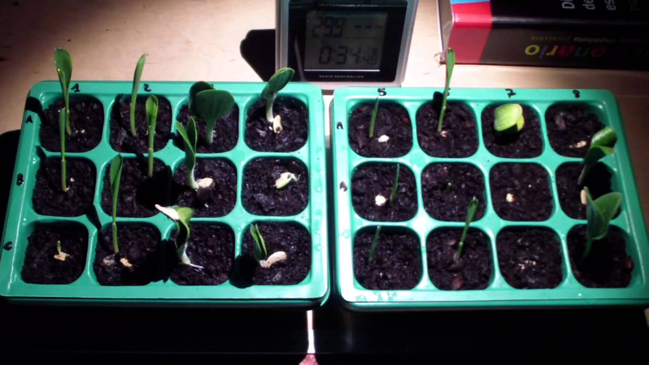 Afectaci&oacute; Creixement Plantes per Clima - TimeLapse x3600