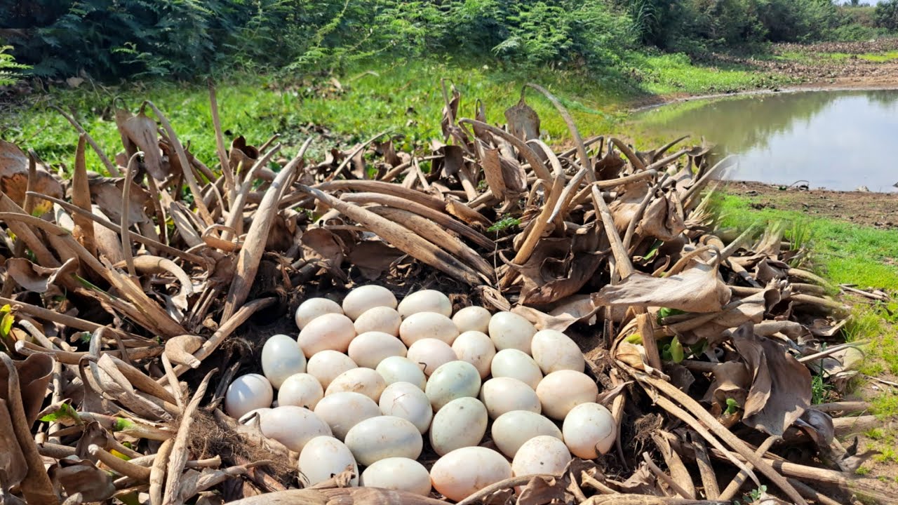 Wow OMG unique  !A farmer collects a lot of duck eggs in a stream along old paths.