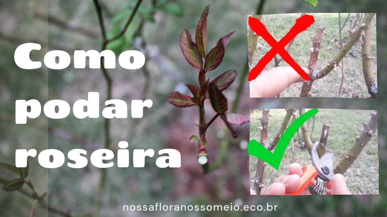 Como podar roseira corretamente