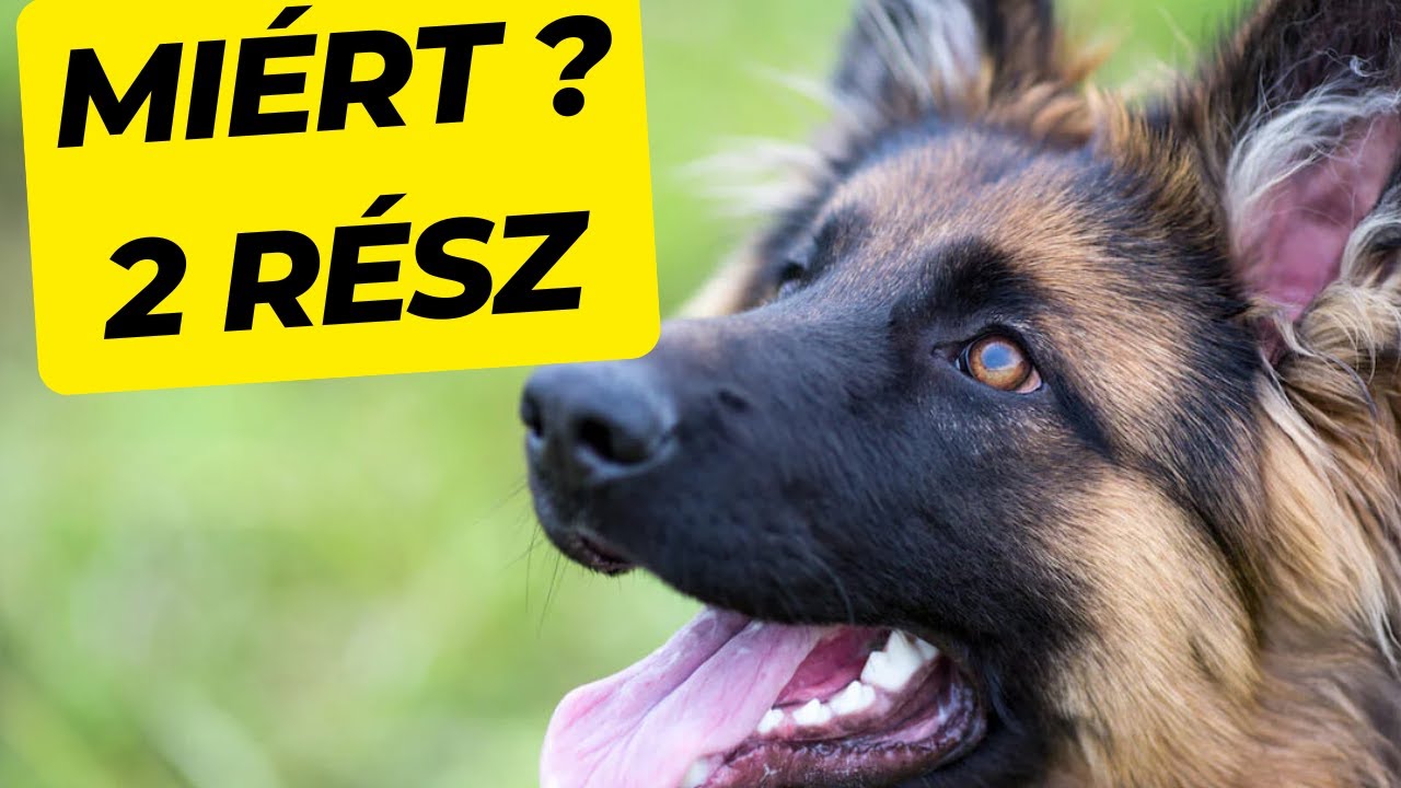 Miért pont a németjuhász lett a sztár szolgálati kutya?