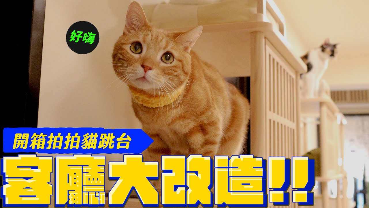 來滿足貓咪的天性！空間改造後 貓咪們嗨瘋了｜宇宙貓咪🐾