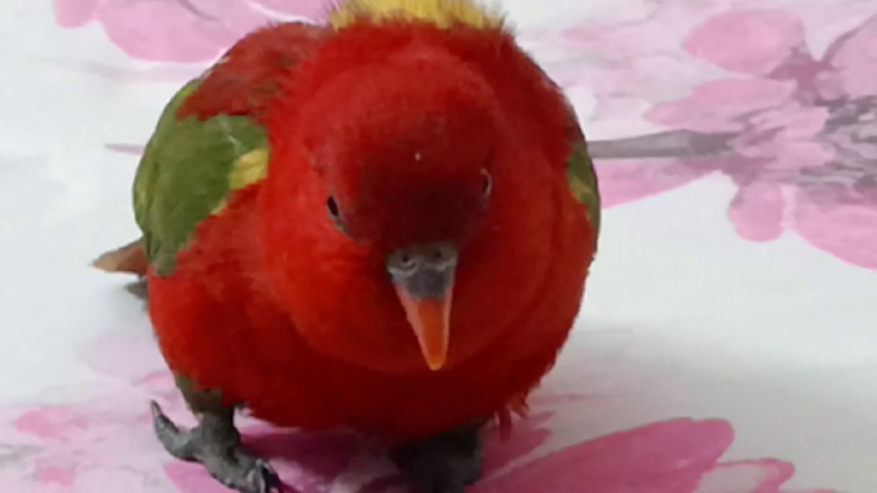 🦜Солнечный Папа Мимикрия, оставь еду или принеси чай☕