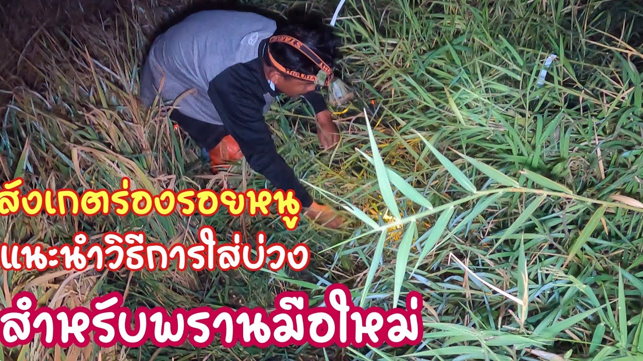 ป่าเขย่าแบบนี้เรียบร้อย แนะนำวิธีการใส่บ่วง สังเกตร่ิองรอยทางหนู สำหรับพรานมือใหม่ แบบนี้มีตัวแน่นอน