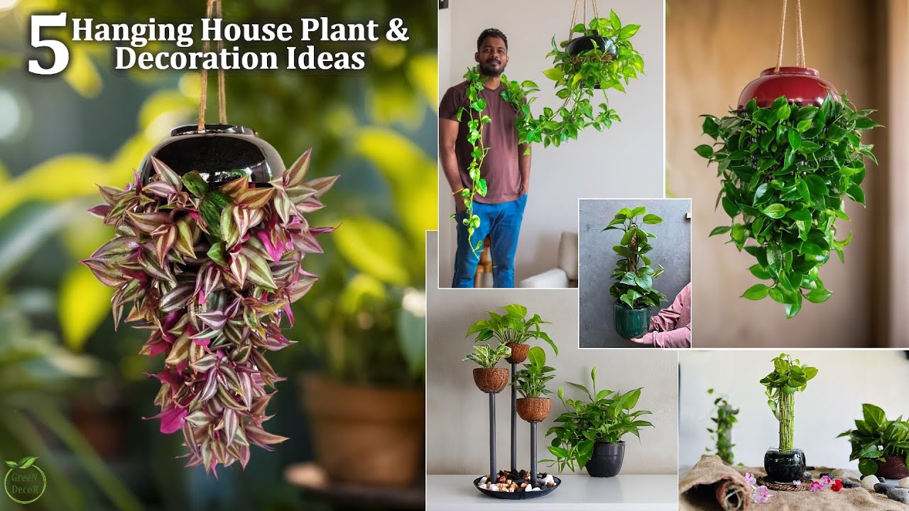 5 Hanging House Plant & Decoration Ideas That Will Instantly Upgrade Your Home//GREEN PLANTS