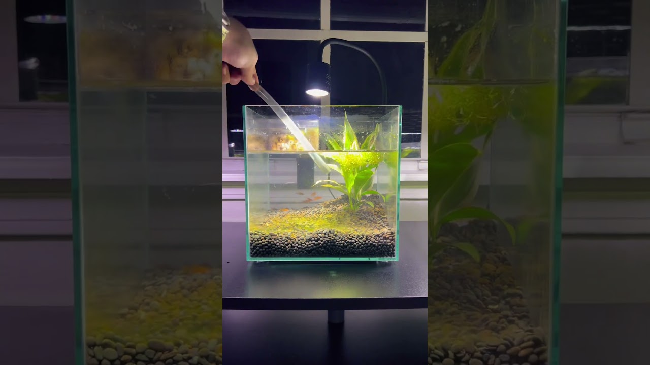 Pierwsza podmiana wody w akwarium Ember Tetra Nano 🐠 #akwarium #akwarium #bojownik #ryba #aquascape #rośliny