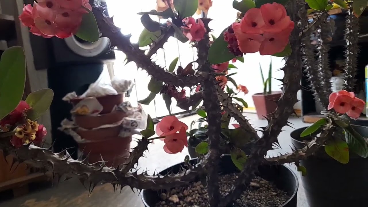 LA MEJOR FECHA PARA PODAR CORONAS DE CRISTO | ENTRE ESPINAS Y FLORES