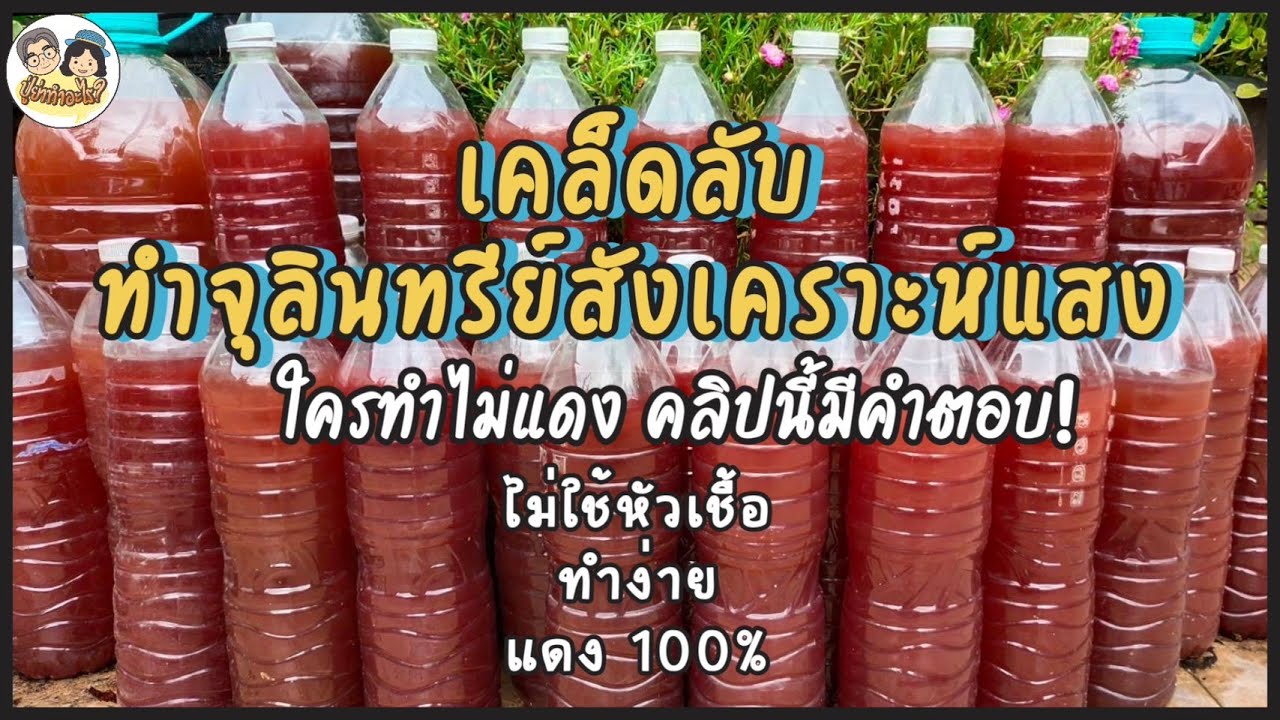 เคล็ดลับ ทำจุลินทรีย์สังเคราะห์แสง ไม่ใช้หัวเชื้อ ทำง่าย แดง 100% #ย่าปลูกอะไรEP59