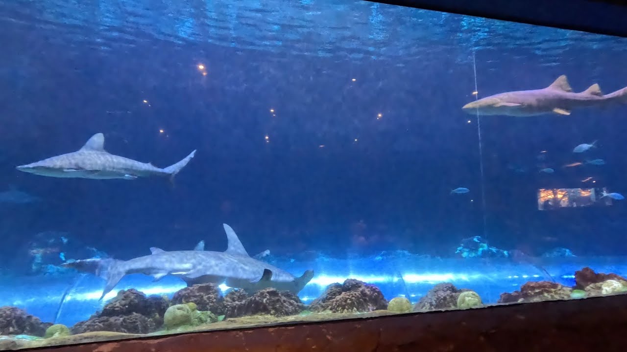 We ate dinner next to a giant #shark #aquarium at Sharks Underwater Grill inside @SeaWorldOrlando🥩🍔🦈