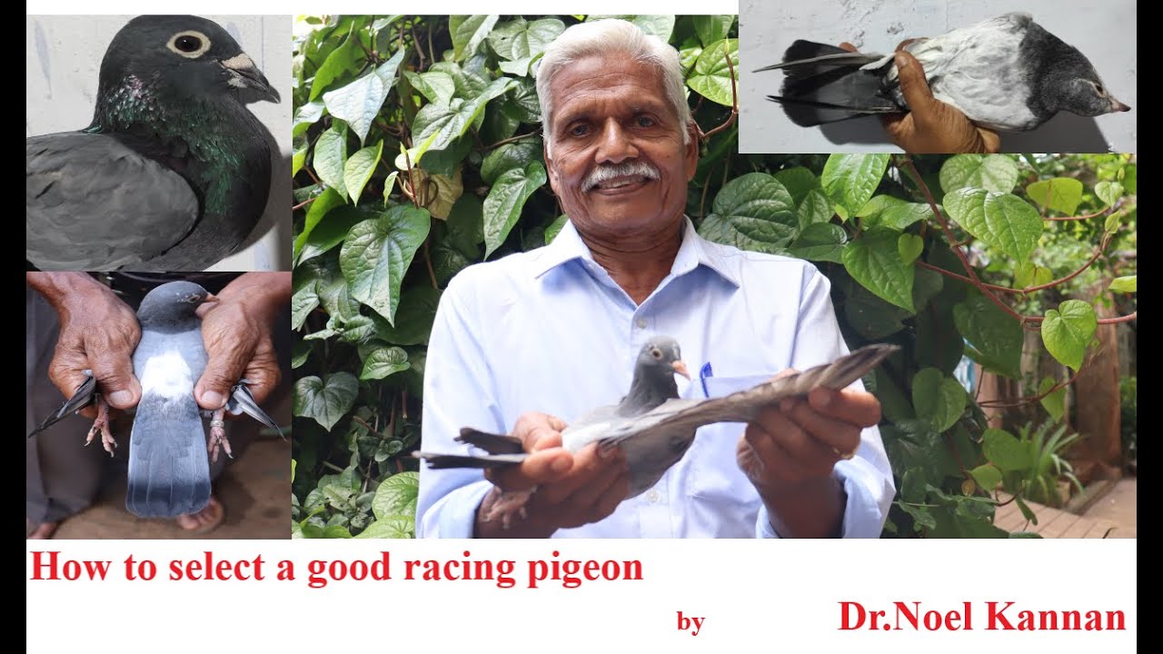 How to select a good racing pigeon by Dr.Noel Kannan