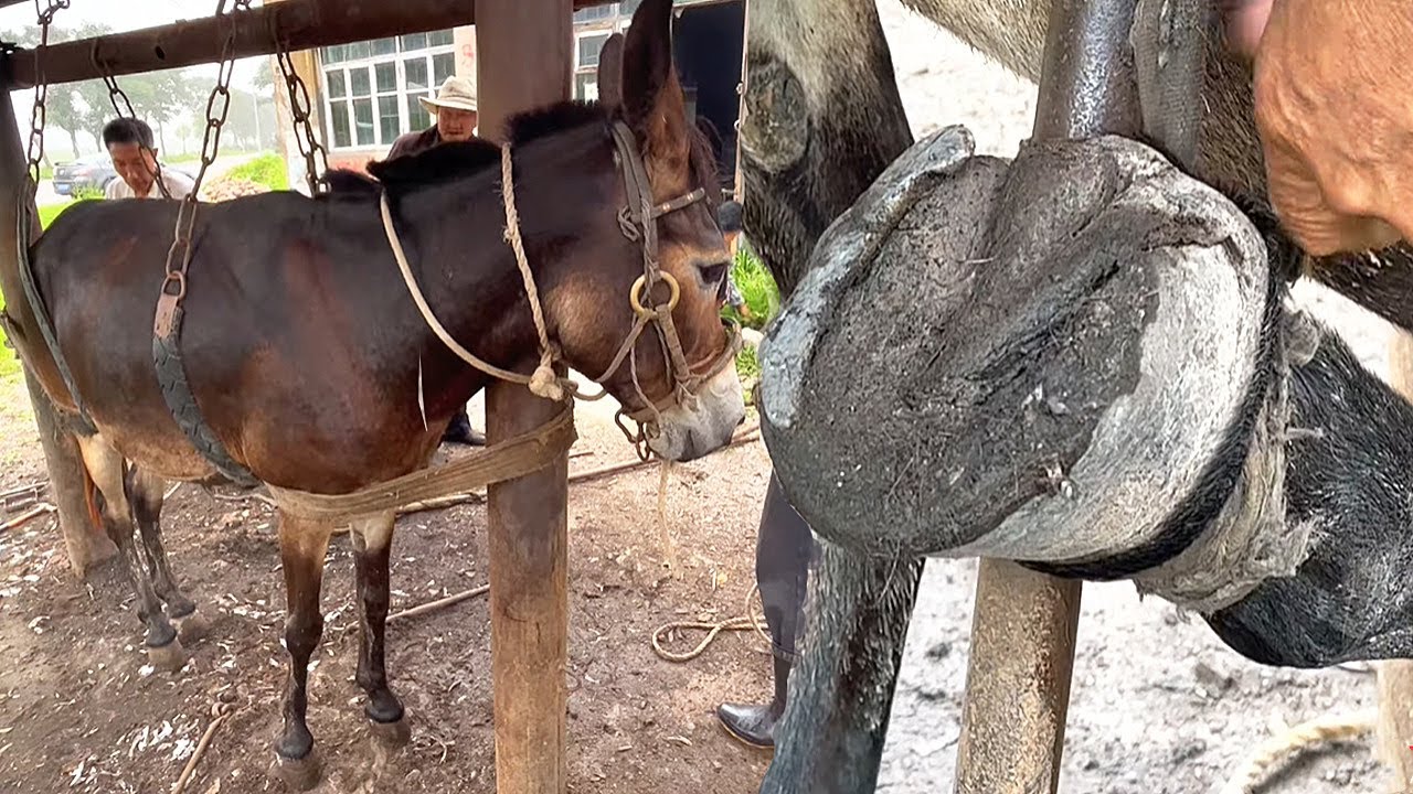 У мула половины подковы нет,Копыта черные и вонючие!