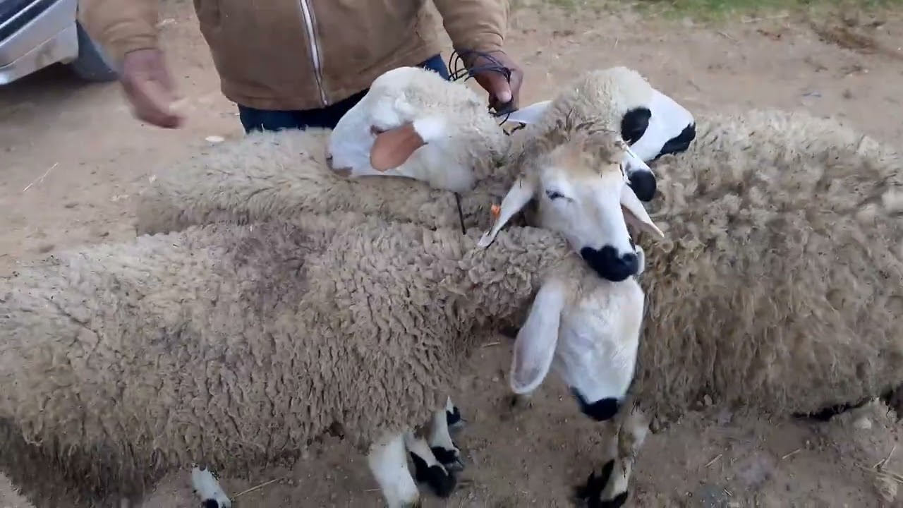 مباشر من سوق خميس توجطات إقليم الحاجب جهة فاس مكناس 29/1/2026