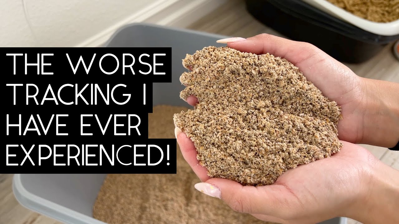 CATALYST MULTI-CAT LITTER REVIEW | SVEN AND ROBBIE