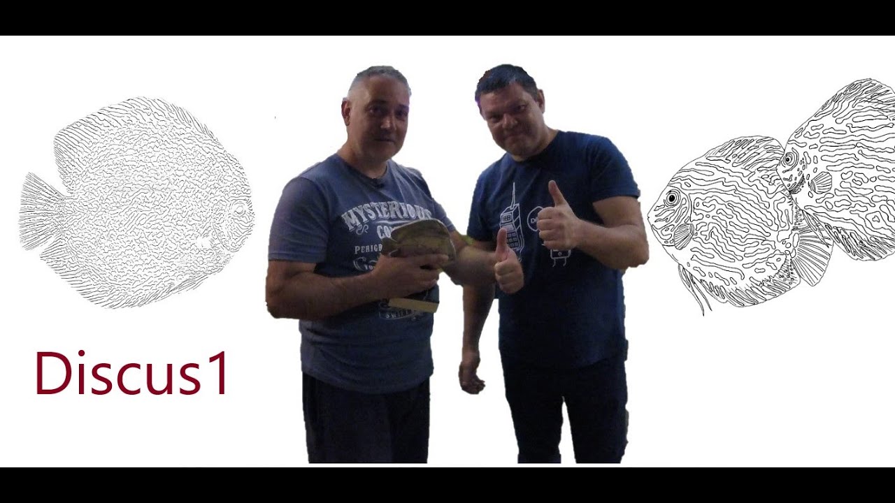 Мы в гостях у Сергея Шилова. Питомник Дискус1. Discus1