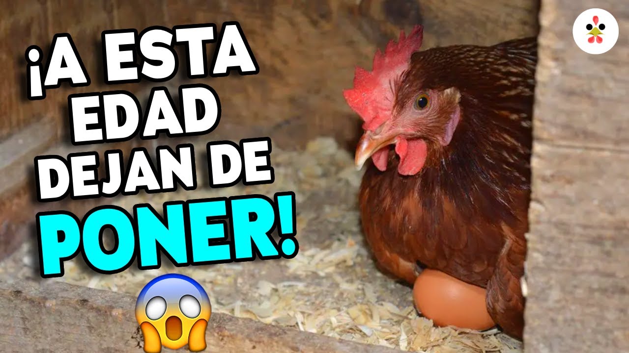 ¿A qué edad tus gallinas DEJARÁN de poner huevos? ¡Te lo explicamos!