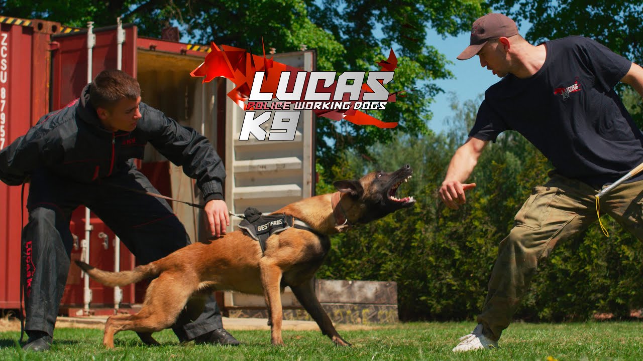 Lucas K9 - Next Generation of Working Dogs #k9dog #workingdogs  #policedog